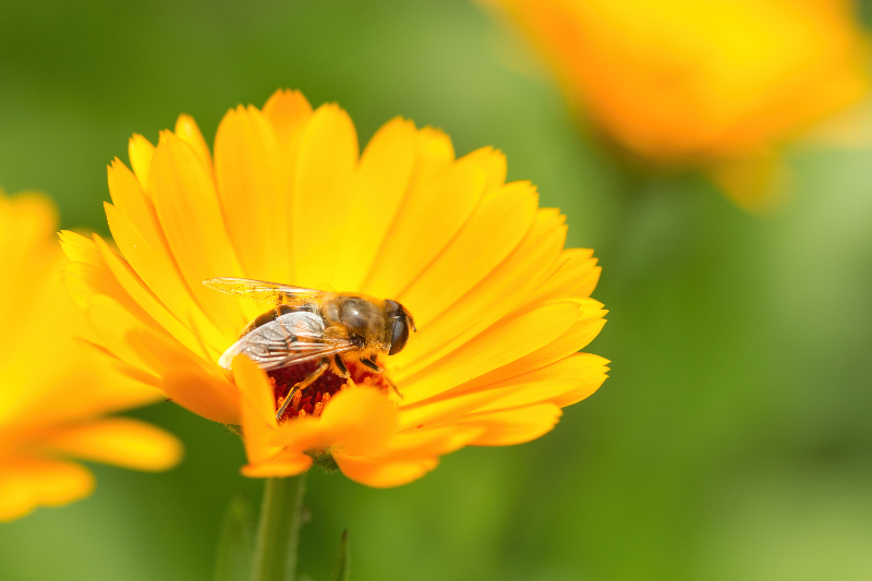 Biene sitzt in Ringelblume
