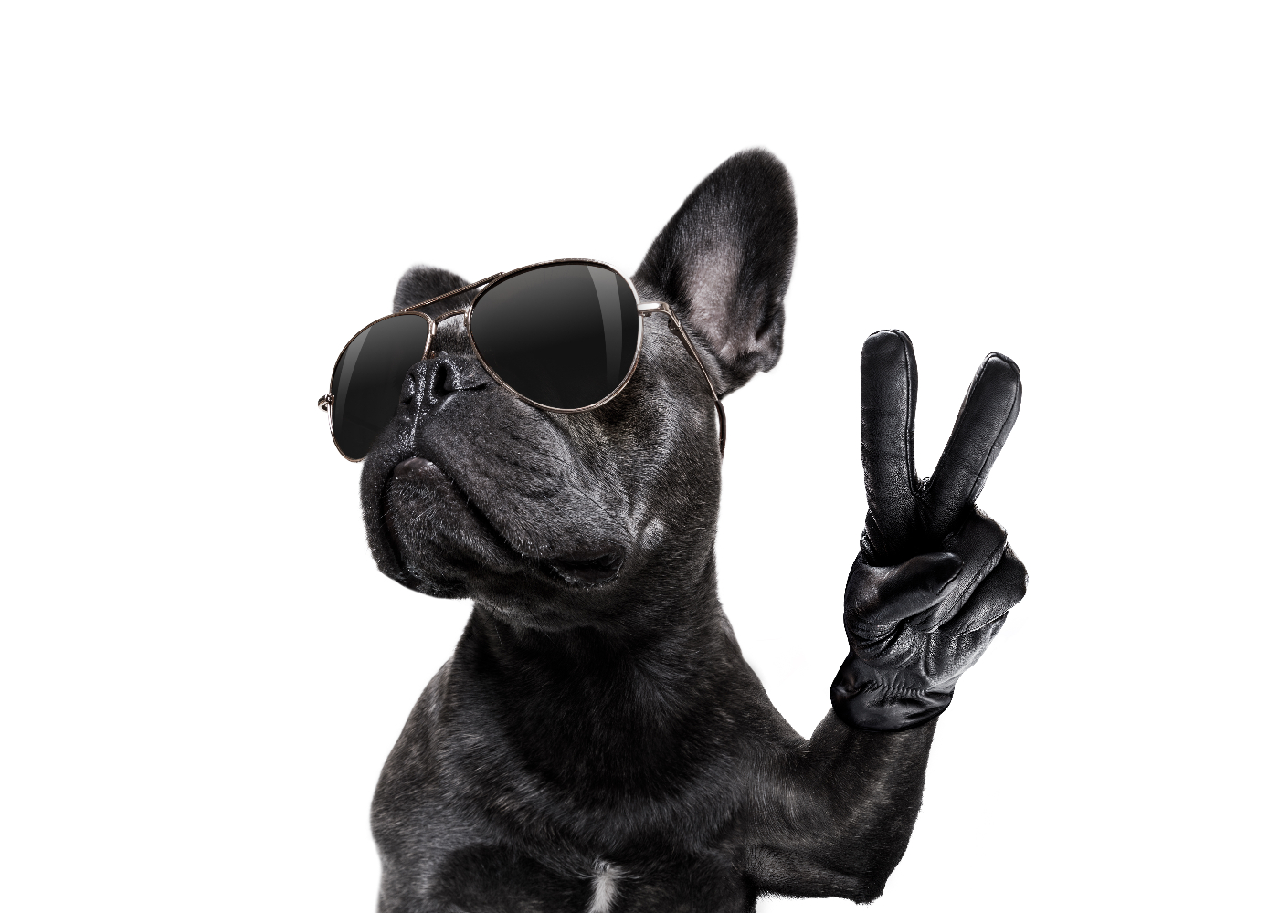 Schwarzer Hund mit Lederhandschuh und Peach-Zeichen und Sonnenbrille