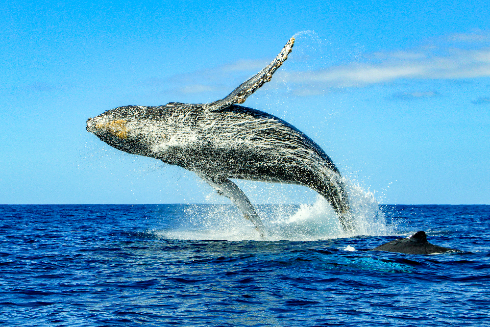 Ein Buckelwal springt zum Atmen aus dem Meer