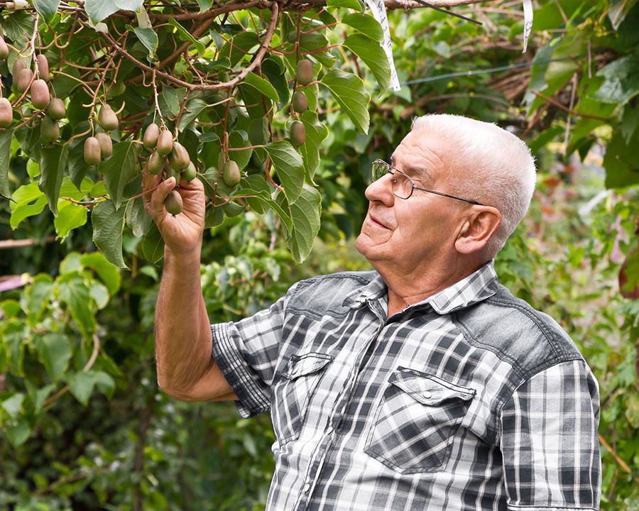 Ein älterer Herr mit Brille und kariertem Hemd nimmt einen Zweig von Kiwi-Früchten in die Hand. Foto: Uwe Meinhold