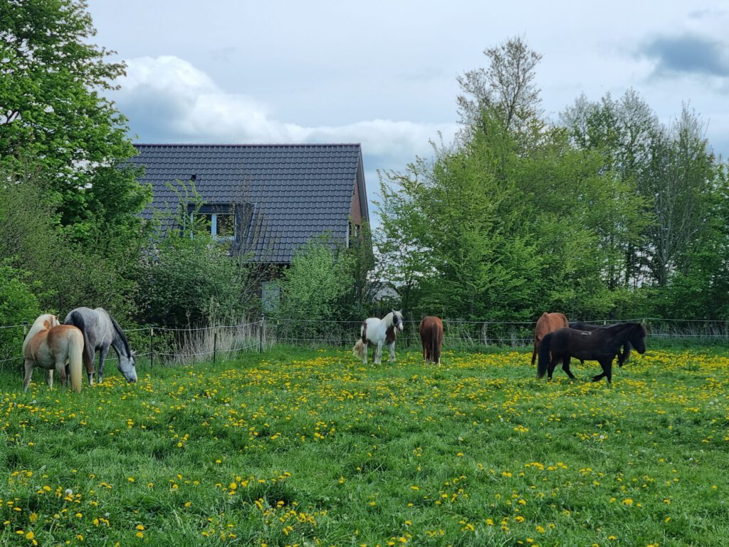 Pferde auf einer Wiese