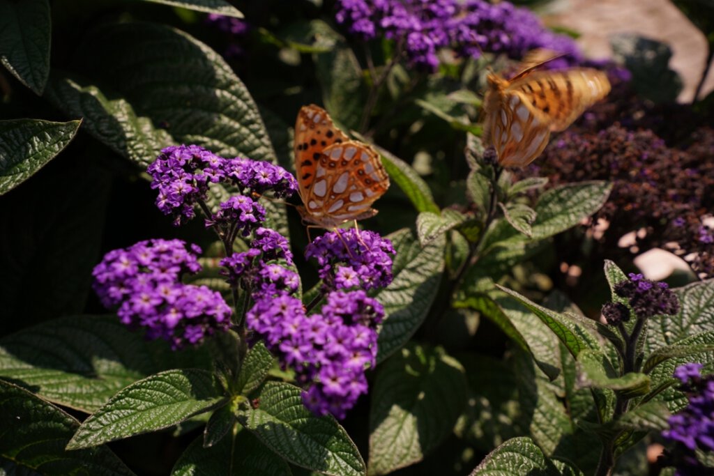 Botanischer Garten Blindengarten