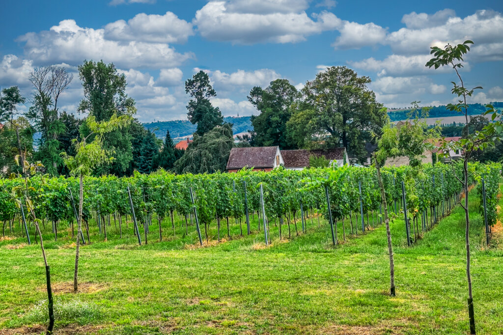 Tage des offenen Weinberges