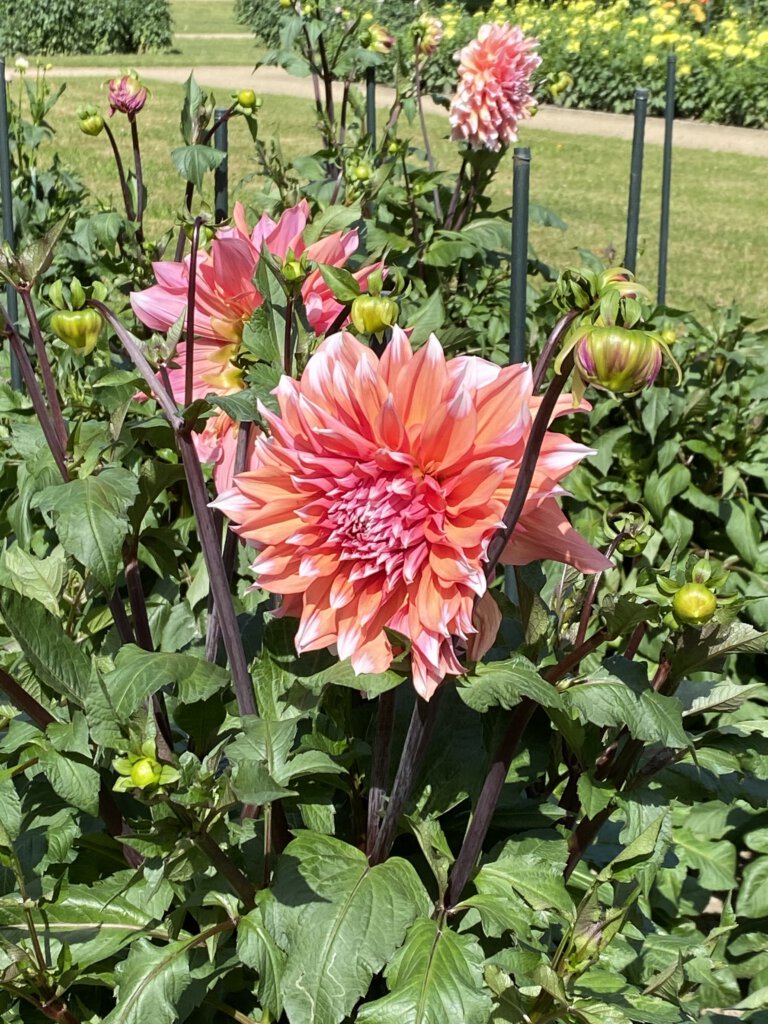 Dahlien blühen im Großen Garten Dresden